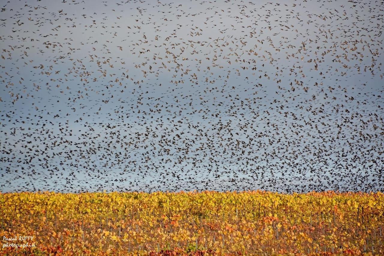 فيلا L'Aire Des Oiseaux Muno المظهر الخارجي الصورة